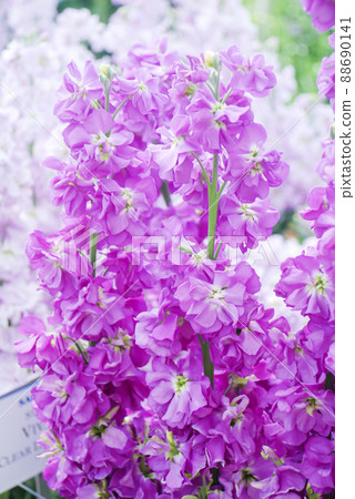 Matthiola incana flower, stock flowers, cut flowers in the nursery, full bloom Matthiola incana flower, stock flowers, cut flowers in the nursery, full bloom 88690141