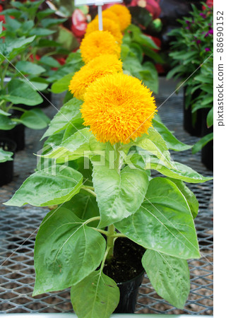 Helianthus annuus, small and potted sunflowers. small flower size full bloom Helianthus annuus, small and potted sunflowers. small flower size full bloom 88690152