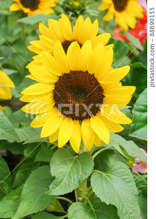 Helianthus annuus, small and potted sunflowers. small flower size Helianthus annuus, small and potted sunflowers. small flower size 88690155