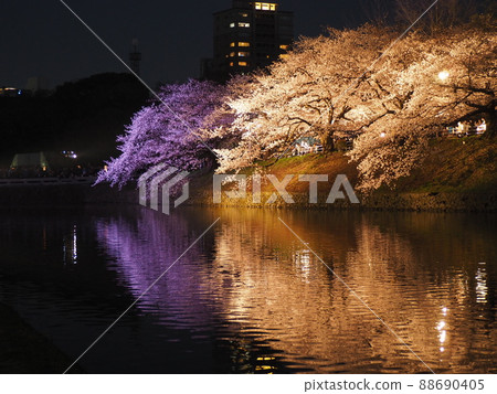 櫻花節在福岡城跡舞鶴公園點亮 櫻花節在福岡城跡舞鶴公園點亮 88690405