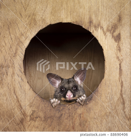 Brushtail Possum on white background 88690406