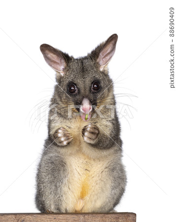 Brushtail Possum on white background 88690409