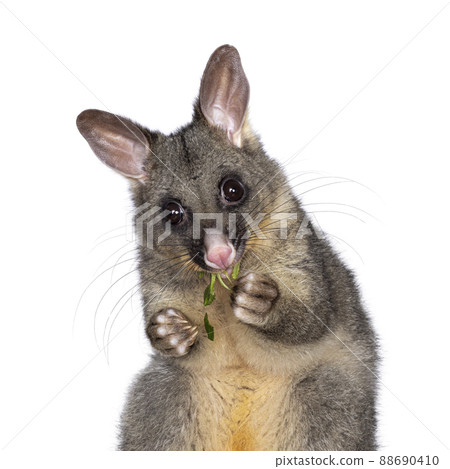 Brushtail Possum on white background 88690410