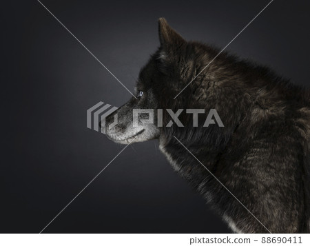 Black wolf dog on black background Black wolf dog on black background 88690411