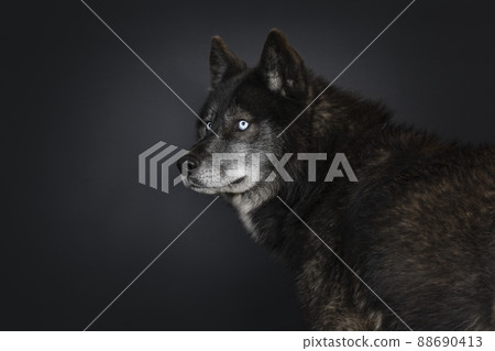 Black wolf dog on black background Black wolf dog on black background 88690413
