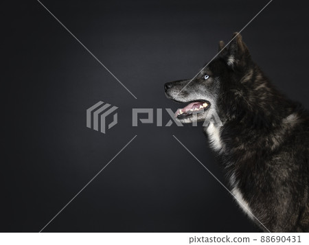 Black wolf dog on black background Black wolf dog on black background 88690431