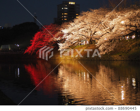 櫻花節在福岡城跡舞鶴公園點亮 櫻花節在福岡城跡舞鶴公園點亮 88690445