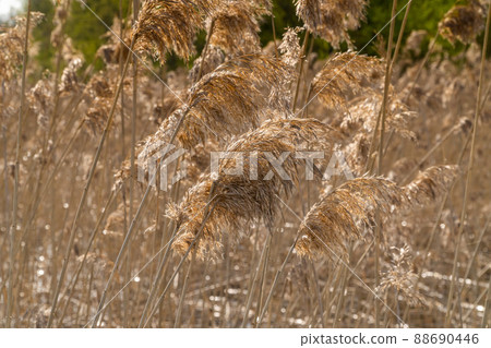 Russia. May 15, 2021. Morning view of spring reeds on Sukhodolsky lake. Russia. May 15, 2021. Morning view of spring reeds on Sukhodolsky lake. 88690446