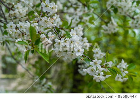 Russia. Kronstadt May 19, 2021. Bright white flowers bloomed on the cherries. 88690447