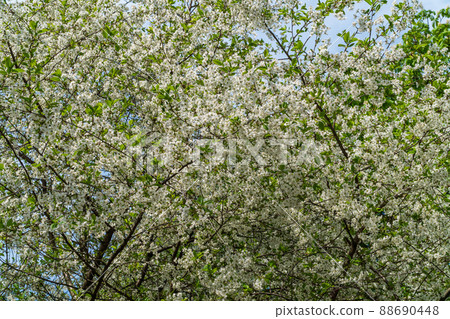 Russia. Kronstadt May 19, 2021. Bright white flowers bloomed on the cherries. Russia. Kronstadt May 19, 2021. Bright white flowers bloomed on the cherries. 88690448
