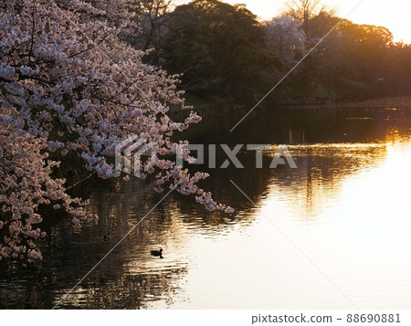 Evening scenery of cherry blossoms and moat in Maizuru Park, Fukuoka Castle Ruins 88690881