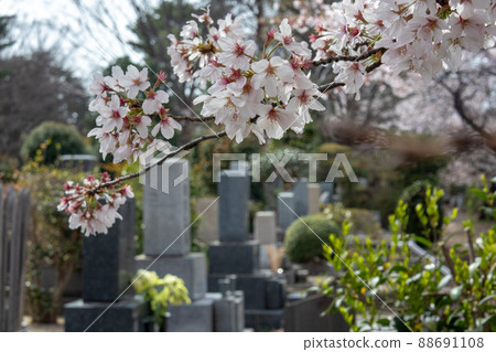 公墓和櫻花(東京多摩公墓,2022 年 3 月)有櫻桃的墓園 公墓和櫻花(東京多摩公墓,2022 年 3 月)有櫻桃的墓園 88691108