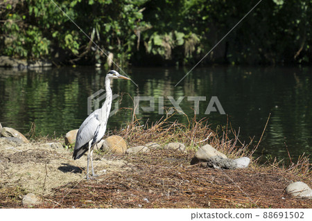 濟州島天地淵鶴 濟州島天地淵鶴 88691502