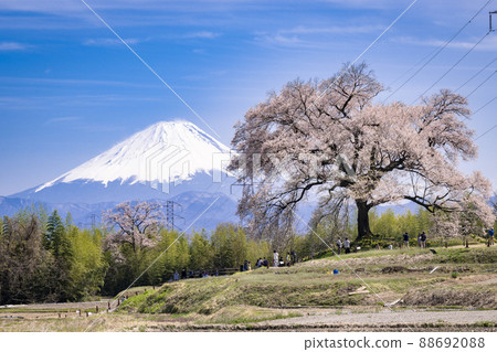 在Mizuka和富士山的櫻花 88692088