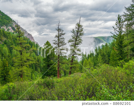 Foggy atmospheric green forest landscape with firs in mountains. Minimalist scenery with edge coniferous forest in light mist. Alpine tranquil landscape at early morning. Foggy atmospheric green forest landscape with firs in mountains. Minimalist scenery with edge coniferous forest in light mist. Alpine tranquil landscape at early morning. 88692101