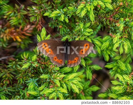 Green natural background with a butterfly. The Scotch argus (Erebia aethiops) lives in green meadows in Altai mountains. Green natural background with a butterfly. The Scotch argus (Erebia aethiops) lives in green meadows in Altai mountains. 88692103