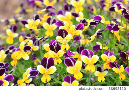 Colorful viola (pansy) 88692110