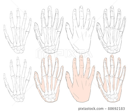 Anatomical illustration set of back of hand and bone 88692183