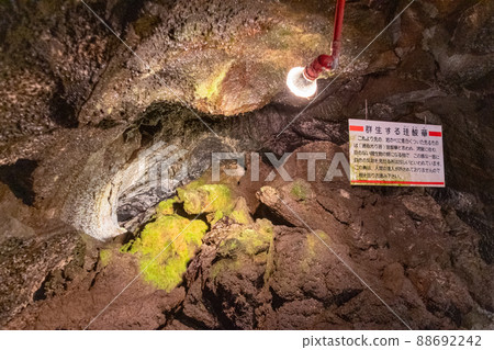 山梨縣河口湖町富嶽風洞盡頭的矽酸花 88692242
