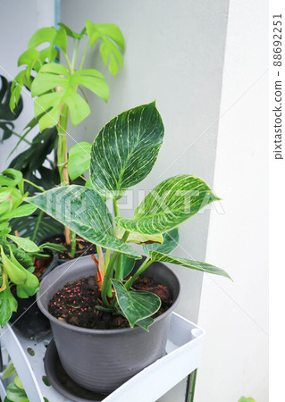 Philodendron , Philodendron birkin Philodendron , Philodendron birkin 88692251