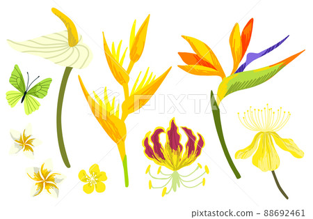 Tropical flowers collection, hand drawn vector art 88692461