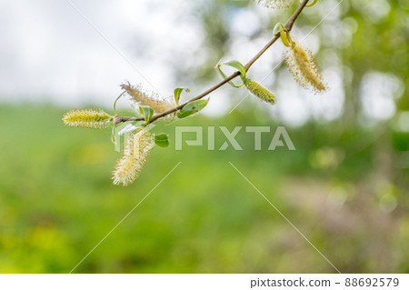 Branch of flowering Salix alba Tristis known as White Willow. Branch of flowering Salix alba Tristis known as White Willow. 88692579