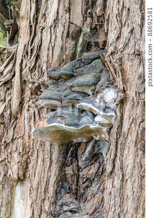 Polypore fungus on the tree. Polypore fungus on the tree. 88692581