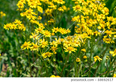 Yellow blooming Jacobaea vulgaris wild flowers. 88692617
