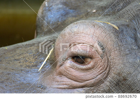Close-up of the hippo's eyes, Hippopotamus floating on the water. Animal and nature. 88692670