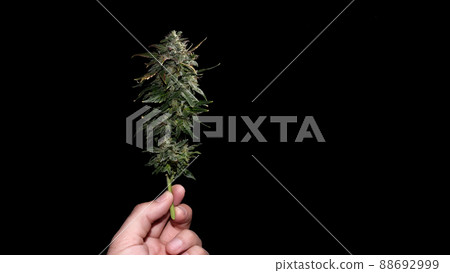 Marijuana bud on black background in man's hand, macro. Hemp blooming flower with green, purple and yellow leaves. Female cannabis branch 88692999
