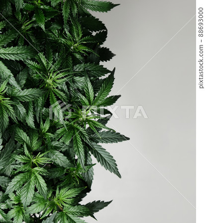 Cannabis plant isolated on white background. Layout of fresh wet marijuana leaves, watering bush Cannabis plant isolated on white background. Layout of fresh wet marijuana leaves, watering bush 88693000