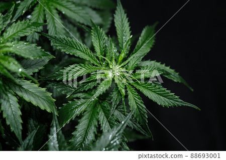 Cannabis plant on black background. Layout of fresh wet marijuana leaves, top view. 88693001