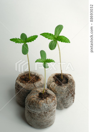 Cannabis seed Starting with Coconut Coir Pellets. Marijuana growing. Cannabis seed Starting with Coconut Coir Pellets. Marijuana growing. 88693032
