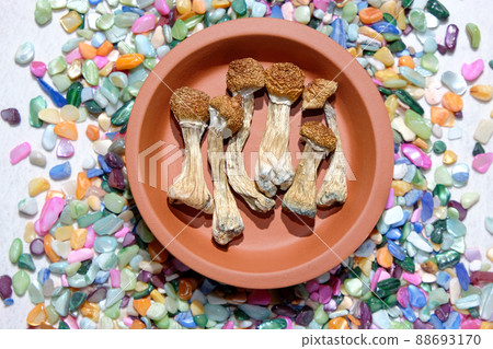 Psychedelic psilocybin mushrooms on white background, micro-dosing concept 88693170