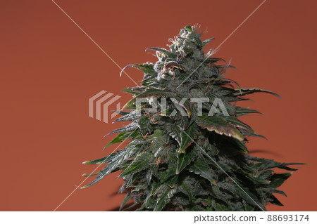 Hemp buds with green and yellow leaves, macro view. Ripen marijuana plant on ocher background. Female cannabis bush 88693174