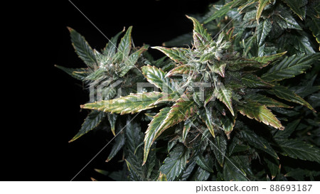 Hemp cones with green and yellow leaves, macro view. Ripen marijuana plant on black background. Female cannabis bush 88693187