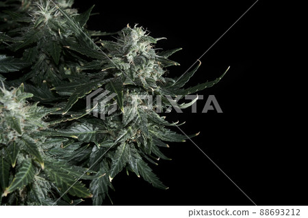 Fresh marijuana plant isolated on black background. Green and yellow hemp cones. 88693212