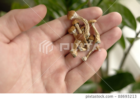 Psilocybin mushrooms in man's hand, macro view. Psychedelic magic trip. 88693213