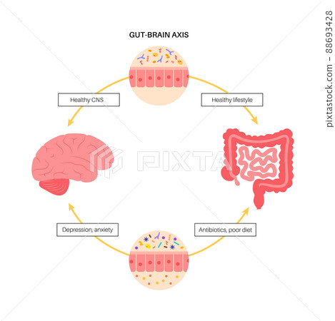 Gut brain connection 88693428