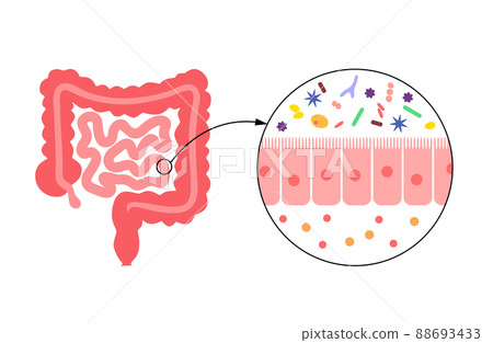 Human gut microbiota 88693433