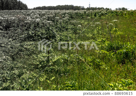 heracleum sosnowskyi. dangerous toxic plant. threat to humans 88693615