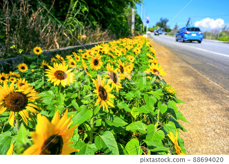 Okinawa Miyakojima Himawari Drive 88694020