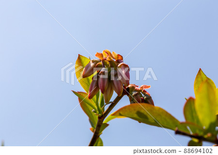 Pretty blueberry flowers Pretty blueberry flowers 88694102