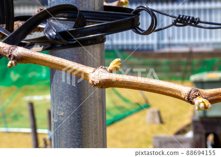 漂亮閃亮的馬斯喀特花蕾 漂亮閃亮的馬斯喀特花蕾 88694155