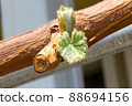 Pretty Shine Muscat buds 88694156