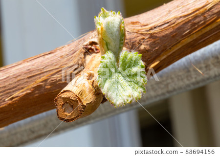 漂亮閃亮的馬斯喀特花蕾 88694156