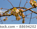 Pretty blueberry flowers 88694202