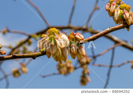 漂亮的藍莓花 88694202