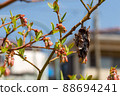 Pretty blueberry flowers and ugly bagworms 88694241