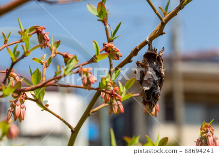 Pretty blueberry flowers and ugly bagworms 88694241